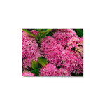 Roze Bloemen - Metal Print