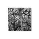Guardians of the Garden - Metal Print