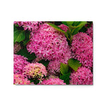 Roze Bloemen - Metal Print