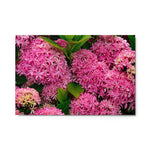 Roze Bloemen - Metal Print
